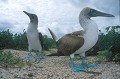 Fou à  pieds bleus (Sula nebouxii) - île de noth Seymour Ref:36727